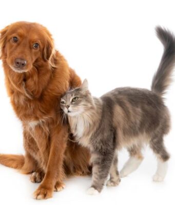 Tocancipá realizará jornada gratuita de esterilización