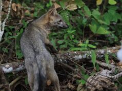 Zorros llegan a zonas residenciales del norte de Bogotá por búsqueda de alimento