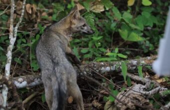 Zorros llegan a zonas residenciales del norte de Bogotá por búsqueda de alimento