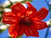 Bogotá lleva la Mutisia clematis a bosques y huertas urbanas