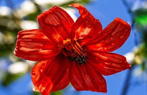 Bogotá lleva la Mutisia clematis a bosques y huertas urbanas