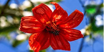 Bogotá lleva la Mutisia clematis a bosques y huertas urbanas