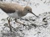 CAR confirma la presencia de 92 especies de aves en zonas restauradas