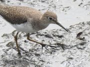 CAR confirma la presencia de 92 especies de aves en zonas restauradas
