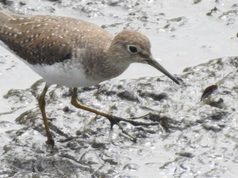 CAR confirma la presencia de 92 especies de aves en zonas restauradas