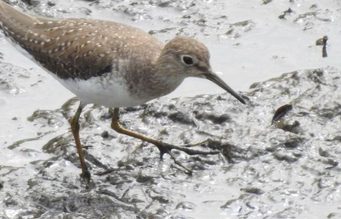 CAR confirma la presencia de 92 especies de aves en zonas restauradas