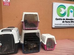 CAR rescata ocho borugos de montaña en zona rural de Subachoque