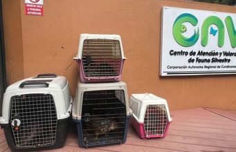 CAR rescata ocho borugos de montaña en zona rural de Subachoque