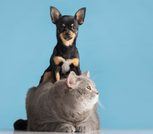 Cajicá realizará Gran Feria Pet