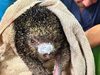 Cundinamarca reporta 11 animales silvestres muertos tras incendios