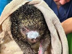 Cundinamarca reporta 11 animales silvestres muertos tras incendios