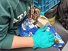 Cundinamarca rescata y rehabilita 26 animales silvestres