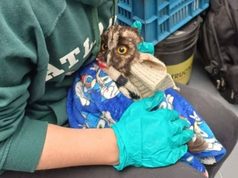 Cundinamarca rescata y rehabilita 26 animales silvestres