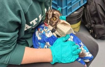 Cundinamarca rescata y rehabilita 26 animales silvestres