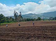 Sopó fortalece a sus productores ganaderos