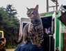 Funza realizó 660 atenciones veterinarias