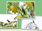 Funza registró 24 especies de aves
