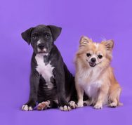 Fusagasugá busca hogares de paso para animales