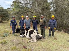 Fusagasugá rescató bovino que cayó a un canal de agua