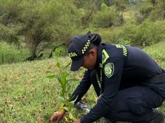 Fusagasugá siembra 1.350 árboles en la vereda Bermejal