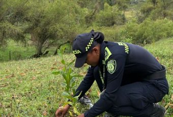 Fusagasugá siembra 1.350 árboles en la vereda Bermejal