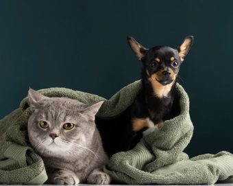 Sibaté realizará jornada de esterilización