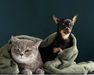 Sibaté realizará jornada de esterilización