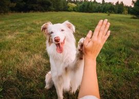 Tocancipá prepara jornada de bienestar animal Animaltoc 2026