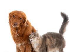 Tocancipá realizará jornada gratuita de esterilización