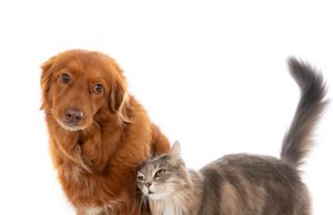 Tocancipá realizará jornada gratuita de esterilización