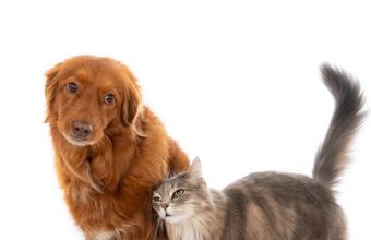 Tocancipá realizará jornada gratuita de esterilización