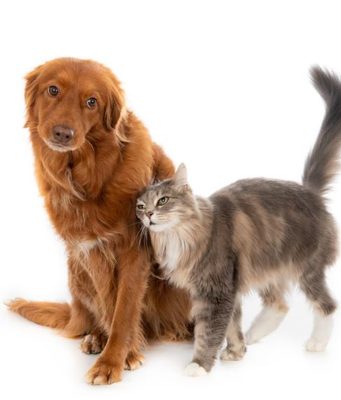 Tocancipá realizará jornada gratuita de esterilización