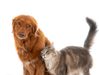 Tocancipá realizará jornada gratuita de esterilización